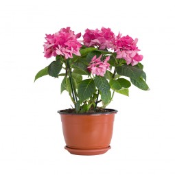 House Plant Sample 9